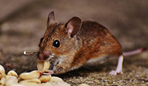 24 Hour & Emergency Exterminators in Cherry Point Marine Corps Ai, NC